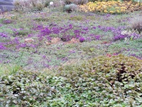 Parkové upravy a výsadba květin a keřů, Základní škola Okrouhlice