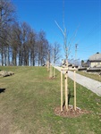 Výsadby vzrostlých stromů v zámeckém parku Větrný Jeníkov