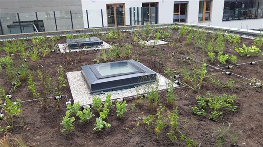 Realizace a výsadba střešní zahrady na pečovatelském domě v Jihlavě