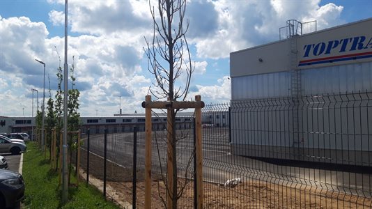 Sadové úpravy v areálu firmy Top Trans Jihlava – Výsadba vzrostlých stromů