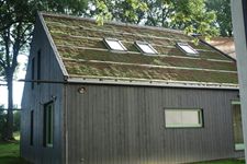 Založení zelené střechy, rozchodníkové koberce